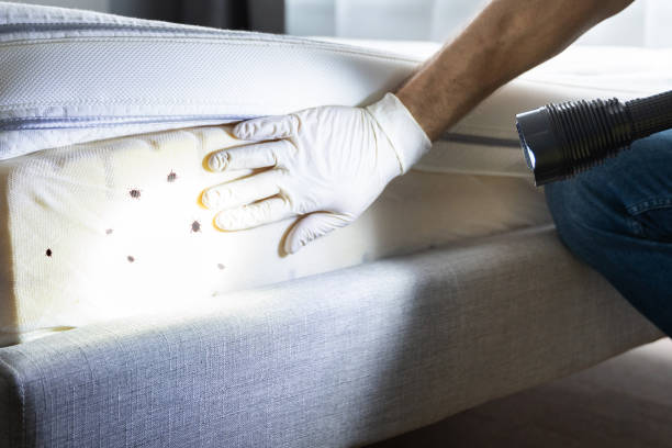 Best Bed Bug Extermination  in Copeland, OK