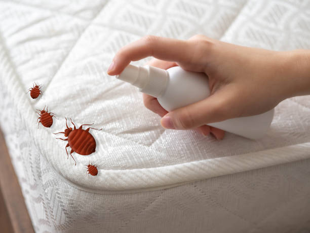 Best Termite Control Services  in Copeland, OK
